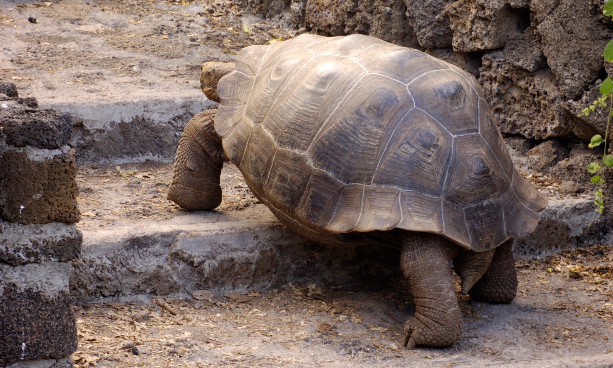 Tageskarte für den Schildkröten- und Reptilienzoo Neu Ulm