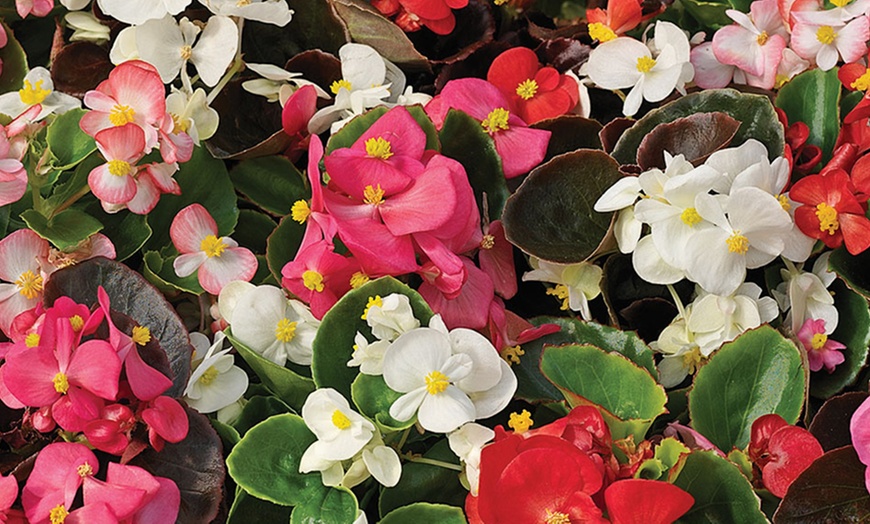 Image 3: 170 Begonia Plug Plants