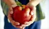 60-Minute Nutritional Consultation, or 5 or 10 Nutrition Classes at Massage & Wellness Studio (Up to 61% Off)