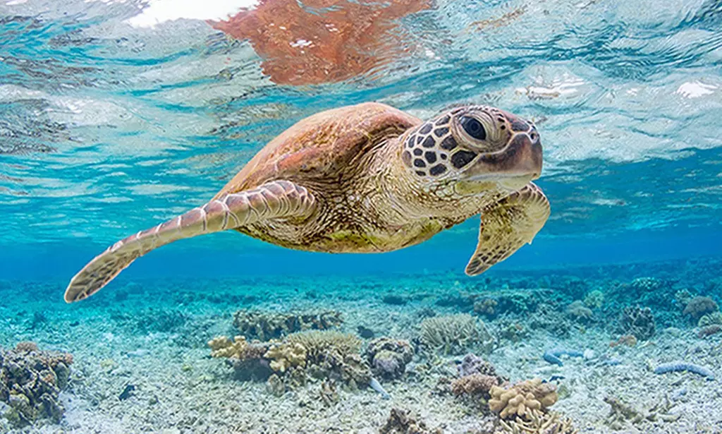 Two-Hour Paddleboard Adventures Await — Choose Your Perfect Time Slot!