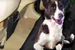 Pet Travel Accessories (Up to 62% Off). Four Options Available. Free Shipping on Purchases of $15 or More. Free Returns. - Second Medium