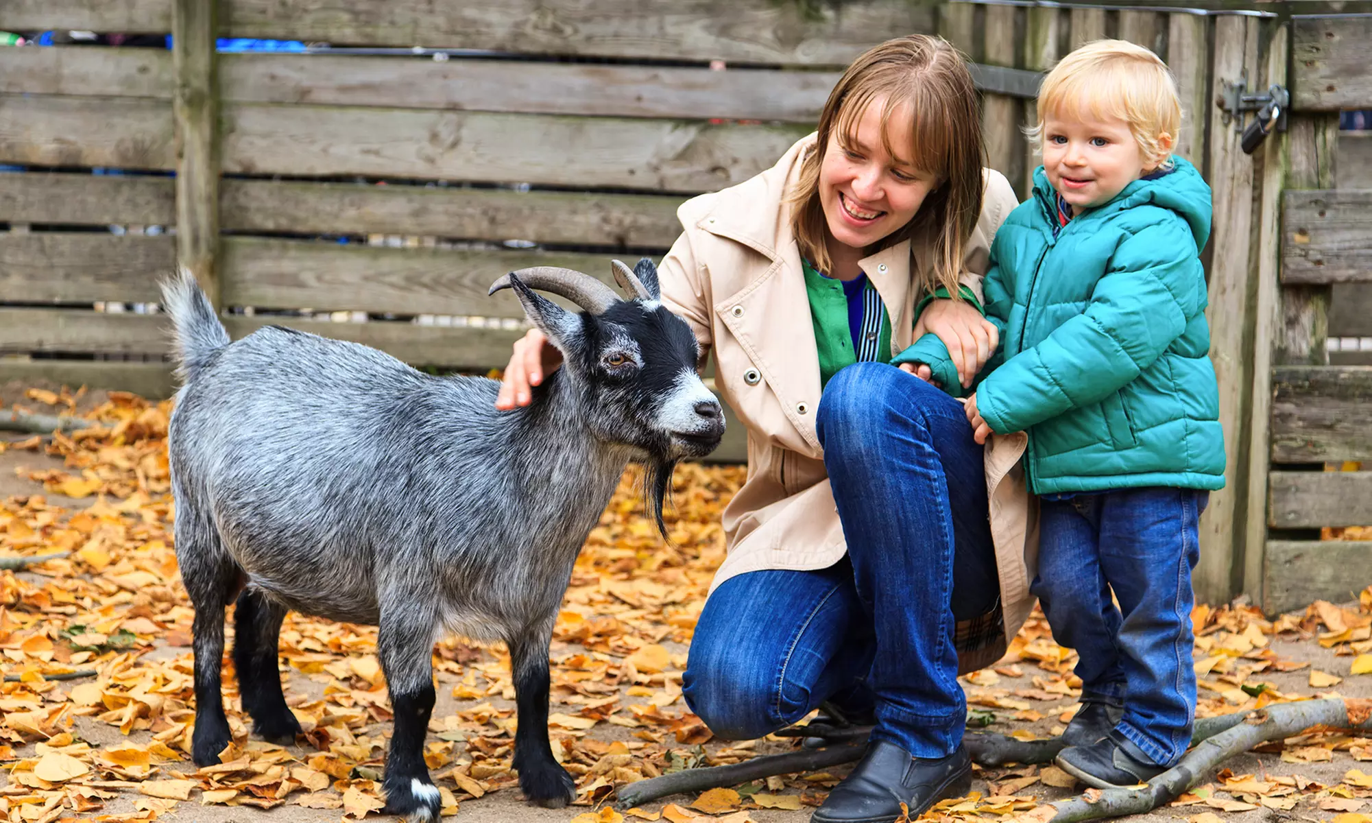 $300 for a 90-Minute Party Package with Pony Rides and Mini Animals from The Teeny Tiny Farm ($500 Value) - Primary Image