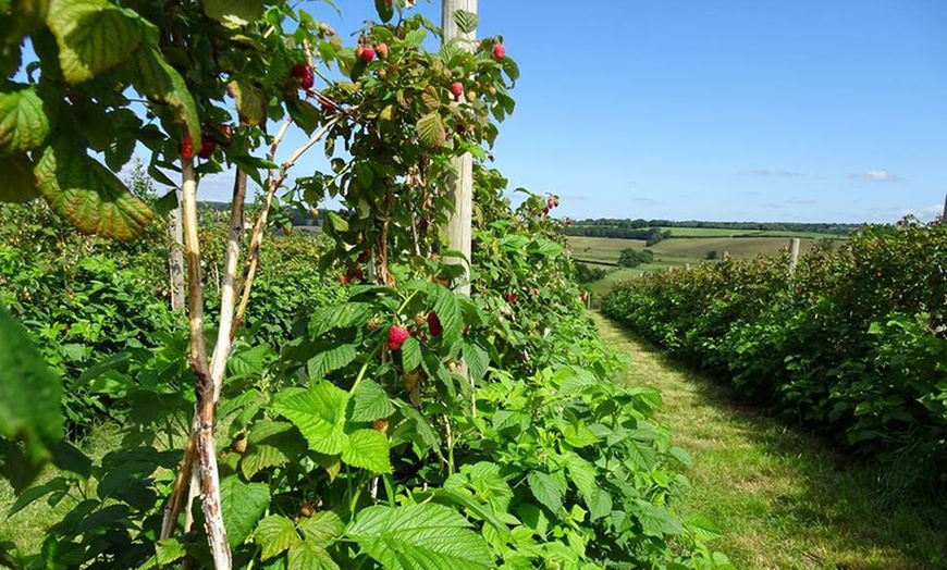 Image 2: Pick-Your-Own Fruit