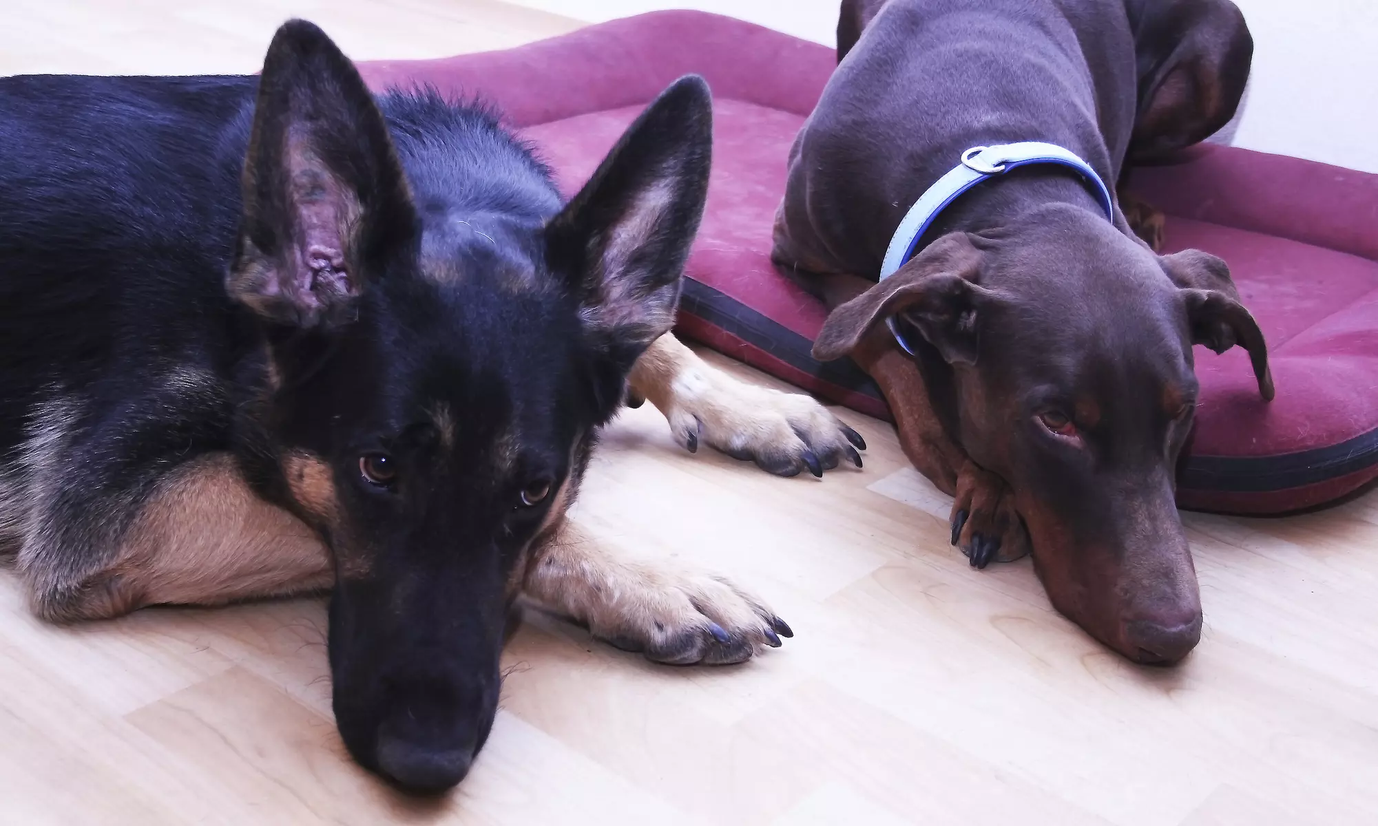Two Days of Pet Sitting Services from Buddy's Sleepovers and Playdates (44% Off) - Primary Image