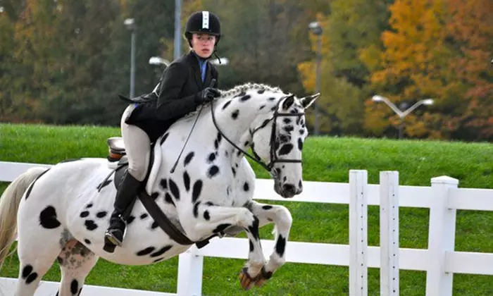 Horseback Riding Lessons for One or Two at Caledon Equestrian School (Up to 54% Off) - Primary Image