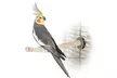 K&H Warming Perches and Heaters for Exotic Birds. Eight Options from $29.99–$39.99. Free Returns. - Second Medium