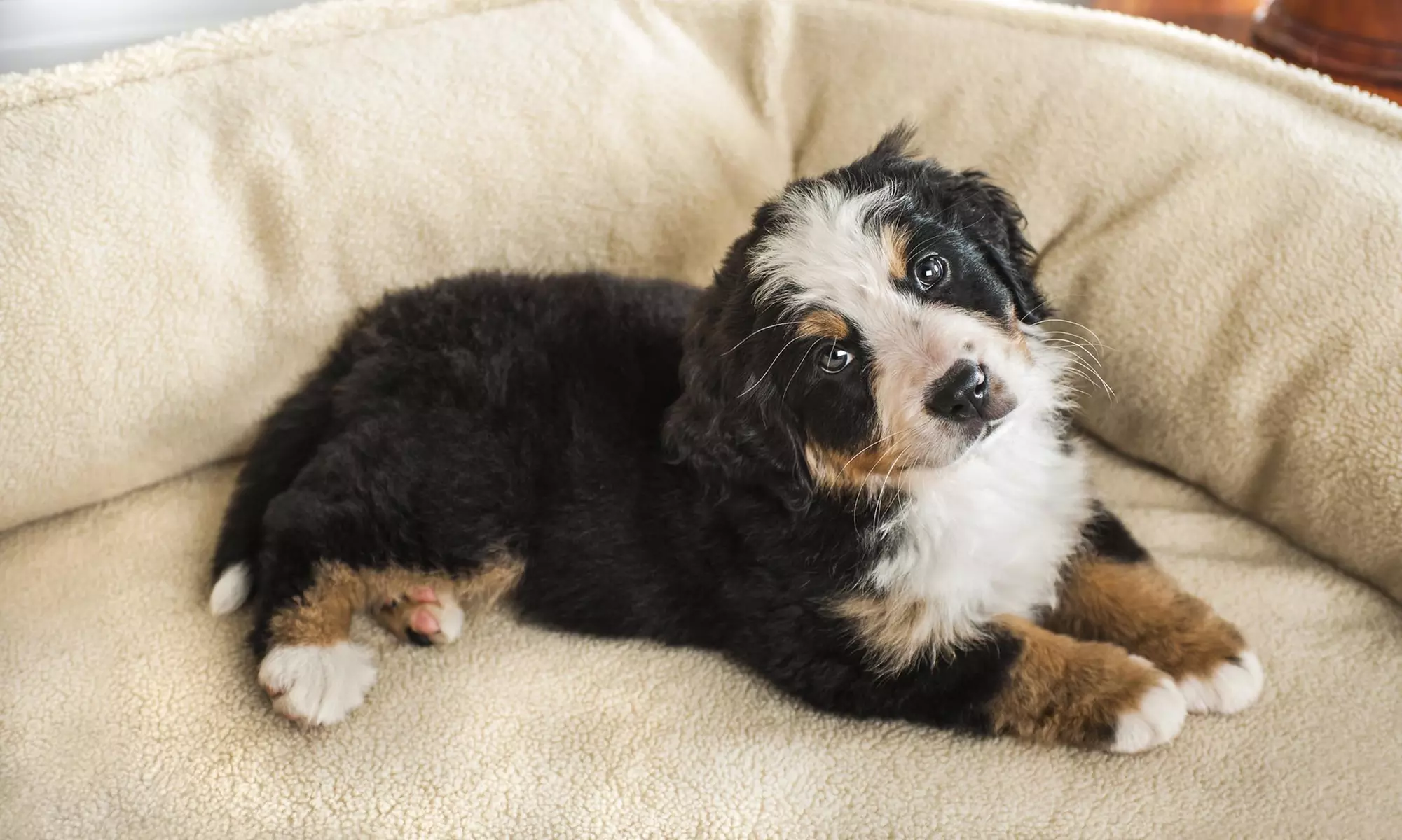 $14 for $27 Worth of Services — Fury Friends Pet Outsitter - Primary Image