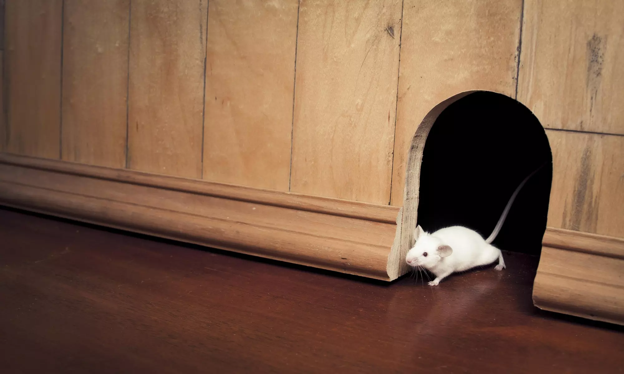 Four-Week Rodent-Trapping Program and Entry-Point Inspection - Primary Image