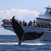 Image 2: Three+ Hours of Scenic Whale Watching at Captain John Boats