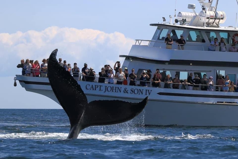 
Whale Watching Adventure in Provincetown – One Ticket