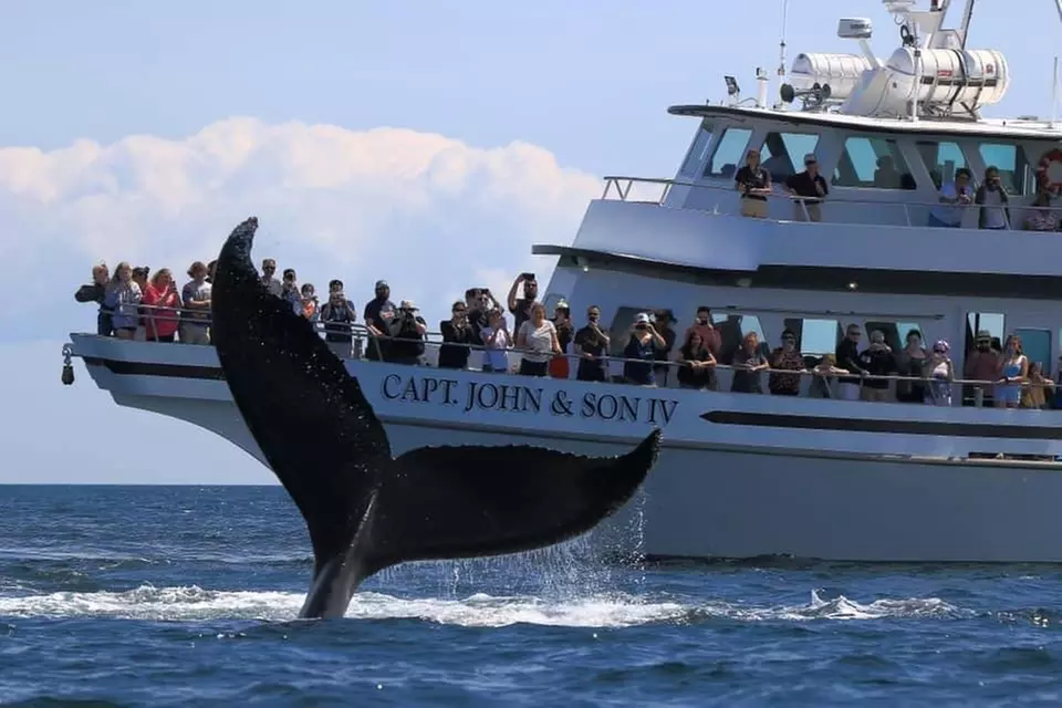 Provincetown Whale Watch for One from Captain John Boats - Up to 31% Off