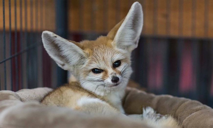 Debbie Doolittle Indoor Petting Zoo in - Tacoma, WA | Groupon