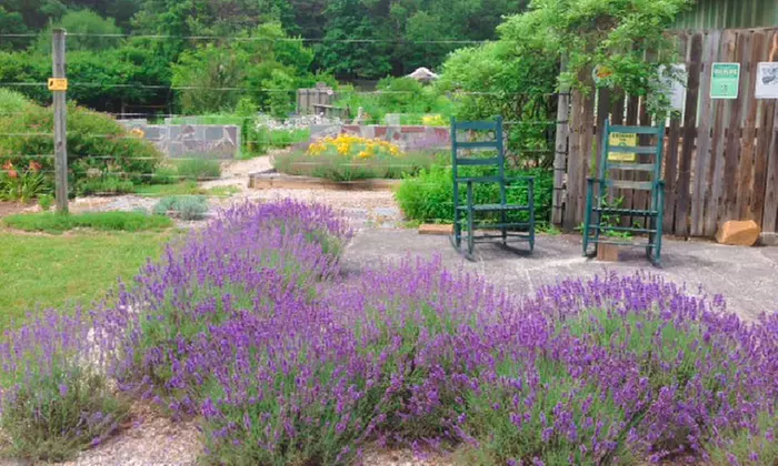 Tour the Herb Garden at Beagle Ridge Lavender Farm for Two or Four