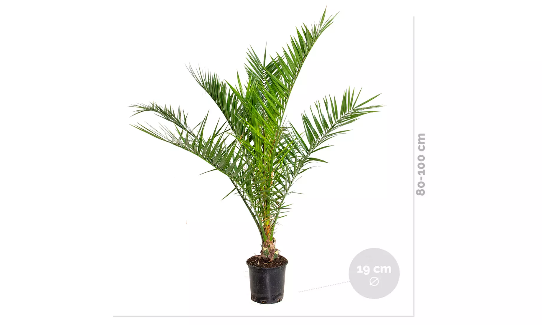 1x oder 2x Kanarische Dattelpalme