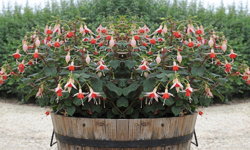 Image 3:  5, 10 or 15 Fuchsia 'Mandarin Cream' Jumbo Plug Plants