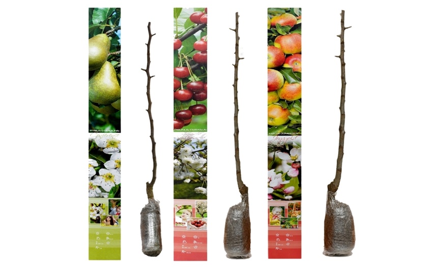 Image 17: 3x, 5x oder 10x OH2 Obstbaum-Mix