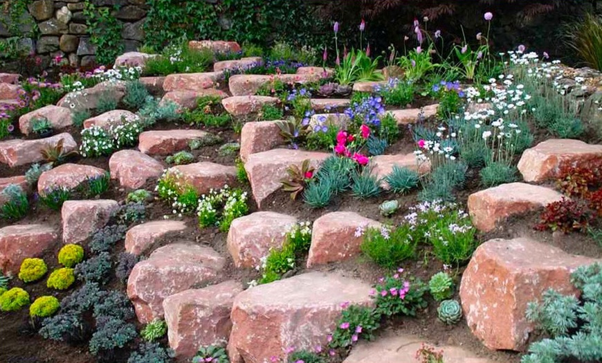 Image 2: Alpine Rockery Plants