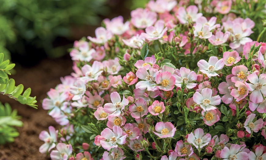 Image 2: One or Two Dwarf Rose 'Cutie Pie' Hardy Shrub Potted Plants