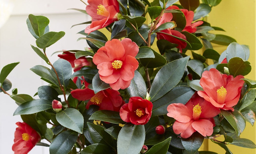 Image 2: One or Two Camellia 1001 Summer Nights Jasmine Plants