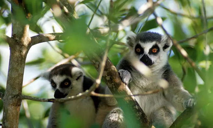 One-Year Individual or Family or Grandparent Membership to Naples Zoo at Caribbean Gardens (Up to 50% Off) - Second Medium
