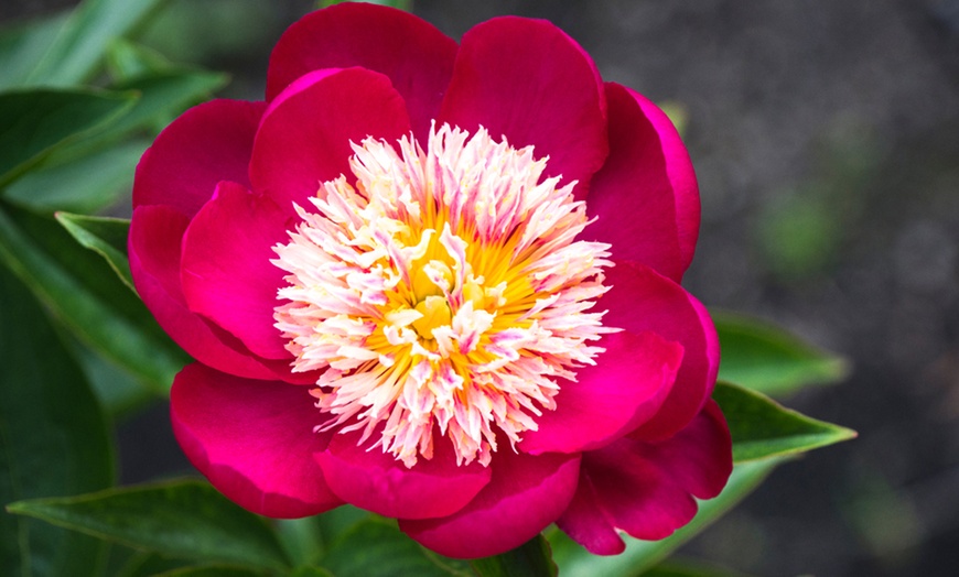 Image 1: Peony 'Sword Dance' - 1, 2 or 3 Potted Plants 