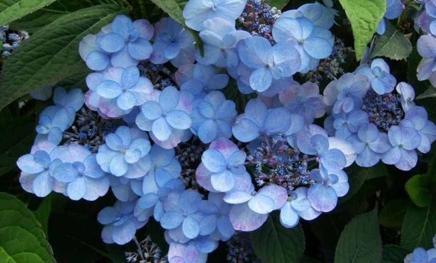 Image 2: Hydrangea serrata 'Summer Glow'-planten