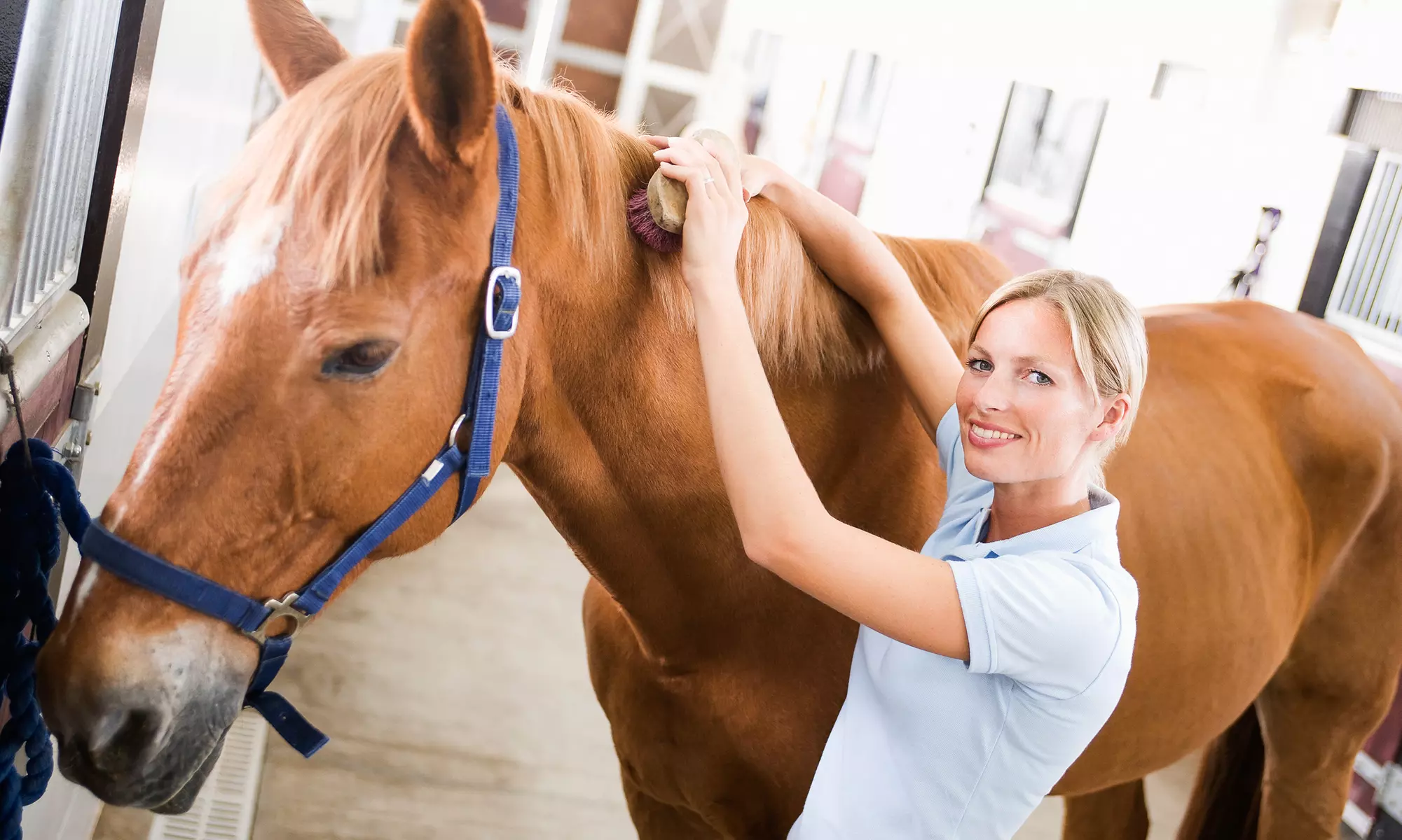 $39 for One 30-Minute Private Riding Lesson at Potomac Horse Center ($76 Value) - Primary Image