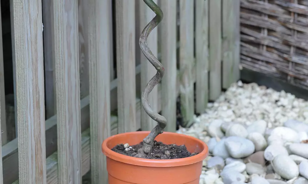 One or Two Standard Bay Tree Twisted Stem Potted Plants - Image 3