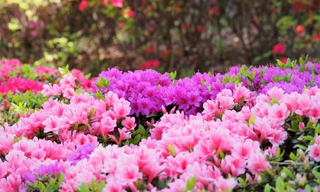 Set di 3 piante Rhododendron XL Wine&Roses