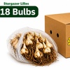 Image 14: Graduation Flower Bulb Collections
