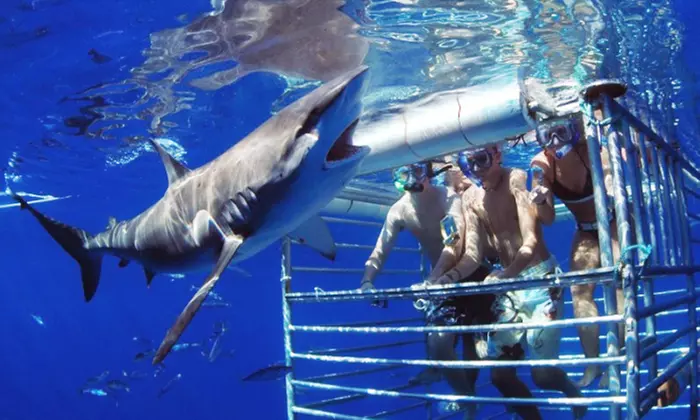 Witness & Dive with Galapagos, Sandbar, & Tiger Sharks in Oahu’s Coast