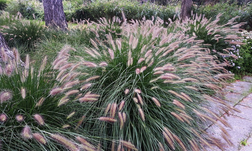 Image 5: Ornamental Grass Collection – 3 or 6 Potted Plants