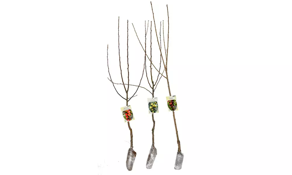 Set van 3 (2-3 jaar oude) fruitbomen: appel, peer en zoete kers