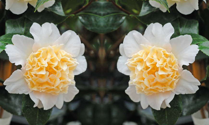 Image 7: One or Three Hardy Camellia Potted Plants