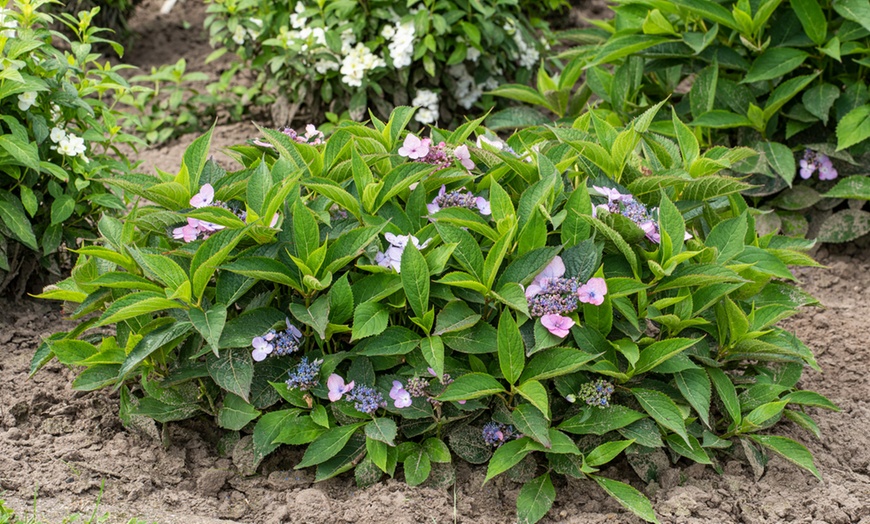 Image 2: Set di 2 piante di Hydrangea Hortensia