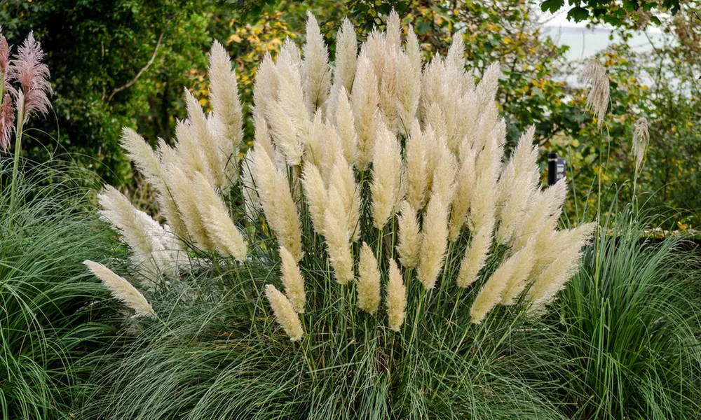 Lot de 2 ou 4 herbes de la pampa "Cortaderia selloana Pumila", grande taille - Primary Image