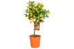 1x oder 2x Zitruspflanze XL: Calamondinorange, Zitrone oder Kumquat - Second Medium