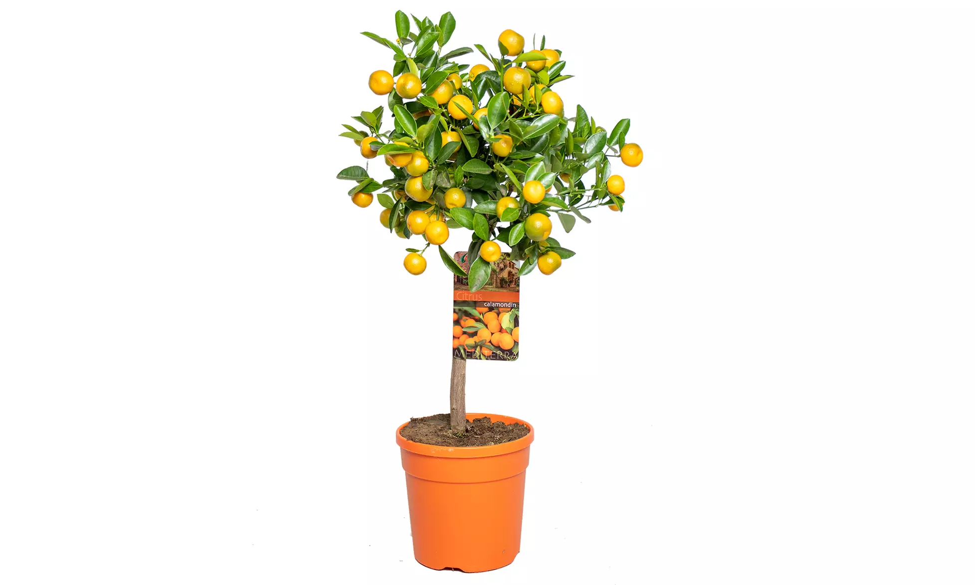 1x oder 2x Zitruspflanze: Calamondinorange, Zitrone oder Kumquat