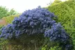 1 o 2 plantas de Ceanothus Thyrsiflorus Repens de 60-70 cm - Second Medium