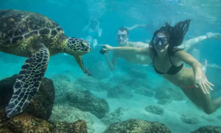 Turtle Eco Tour with 60 Minutes of Snorkeling for One, Two, or Four from Hawaii Turtle Tours (Up to 60% Off) - Primary Image
