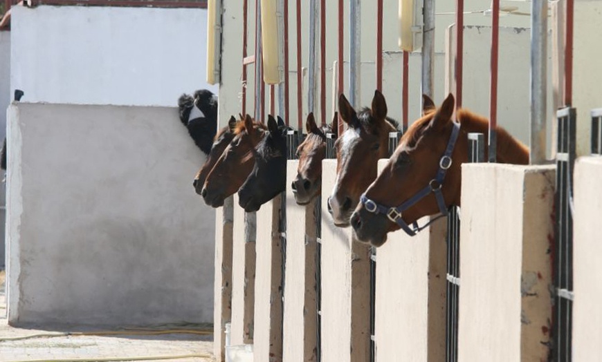 Image 4: Horse Riding Lesson