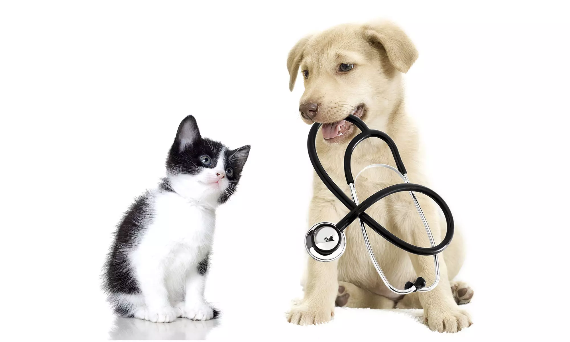 Get Specialized Vet Care for Your Pet at Cute Cat Veterinary Clinic