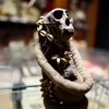 Image 3: Explore Museum of Curiosities with One, Two or Four Tickets 