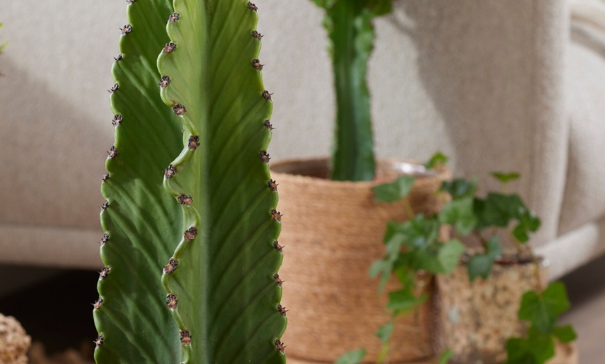 Image 9: Euphorbia Ingens 'Cowboy Cactus'