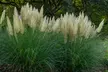 Lot de 2 ou 4 herbes de la pampa "Cortaderia selloana Pumila", grande taille - Image 4
