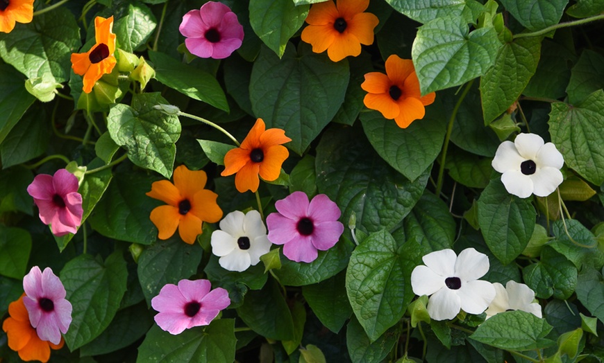 Image 2: 5 or 10 Thunbergia 'Sunny Suzy' Plants