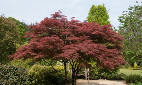 1 o 2 piante XL di Acero Giapponese, disponibili in 4 tipologie