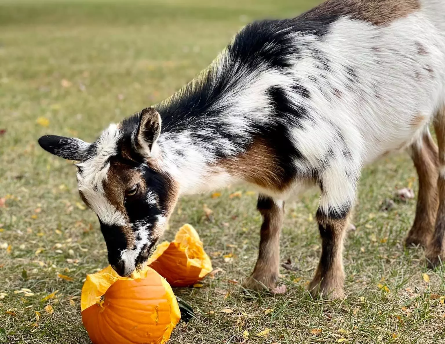 One, Two or Four Petting Farm General-Admission Tickets at Green Meadows Petting Farm (Up to 14% Off) - Second Medium