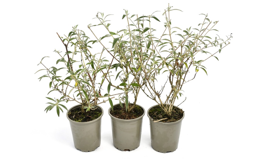 Image 8: Set di 3 Buddleja davidii Butterfly Bush