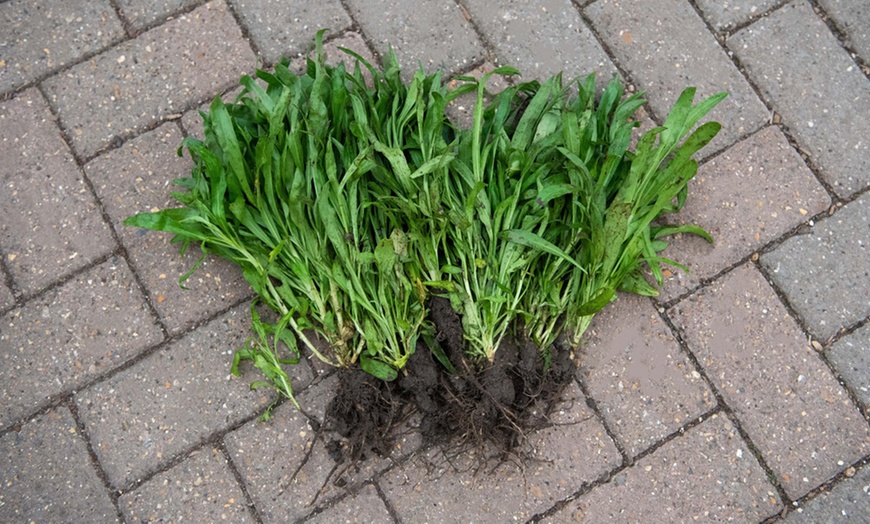 Image 3: 10, 20 or 40 Wallflower Harlequin Mixed Bare Root Plants